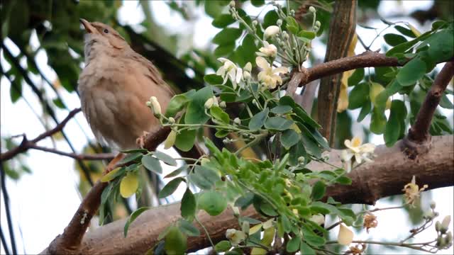 Bird Cleaning Himself On a Tree