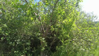Picking cherries in our front yard