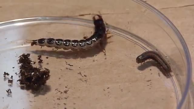 Insect fighting with other insects Arthropods