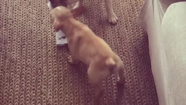 Music two frenchies playing tug of war