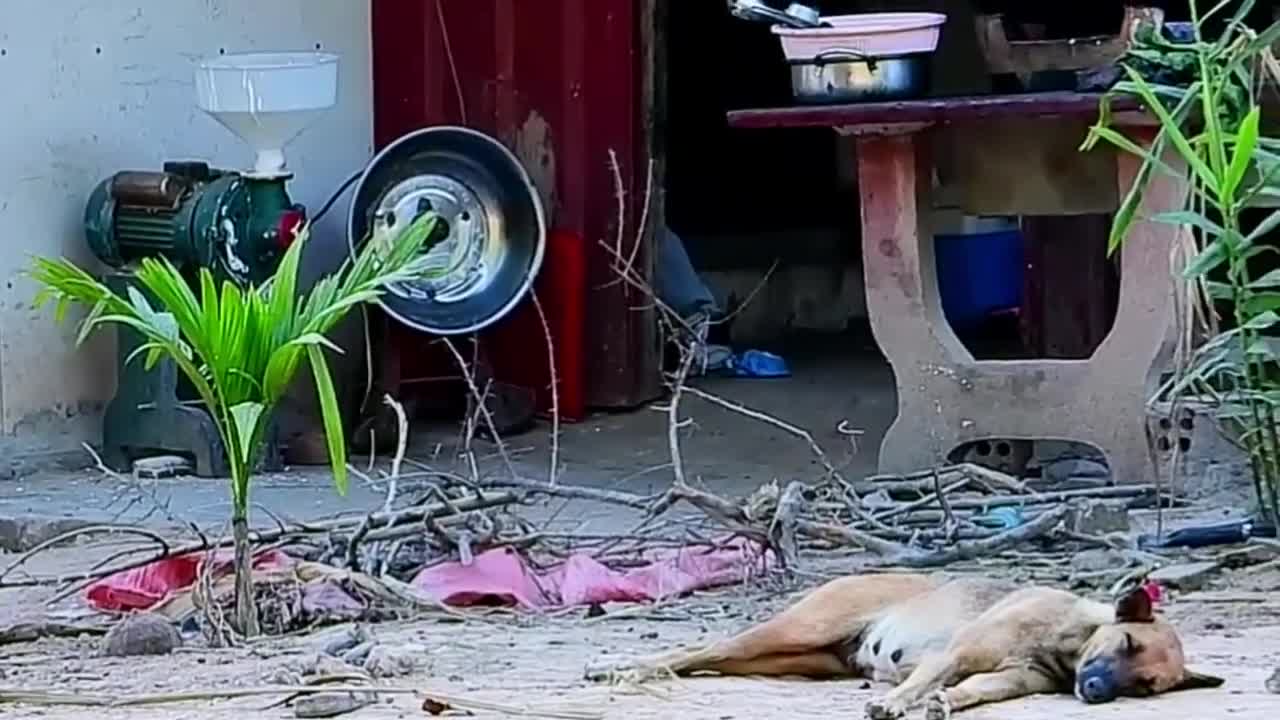 Prank Dog Funny & fake Lion, Huge Box Prank to dog.