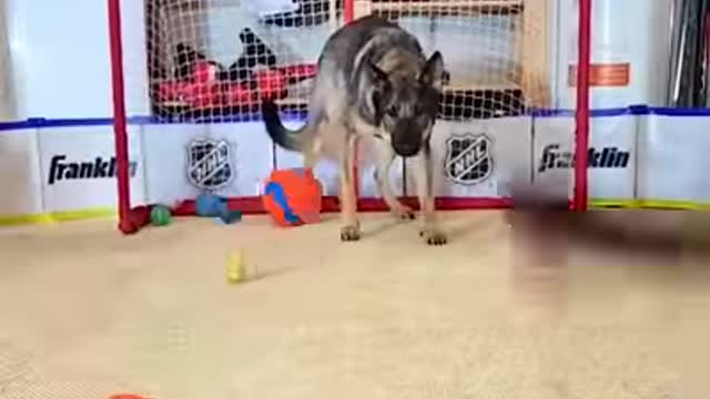 Dog Goalie 🐶🥅