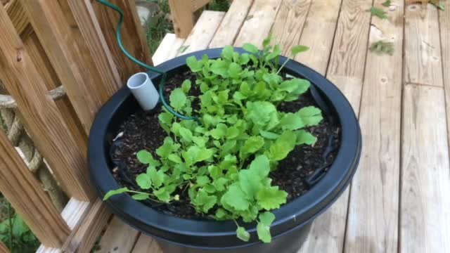 Lazy Gardener: Deck Container Garden