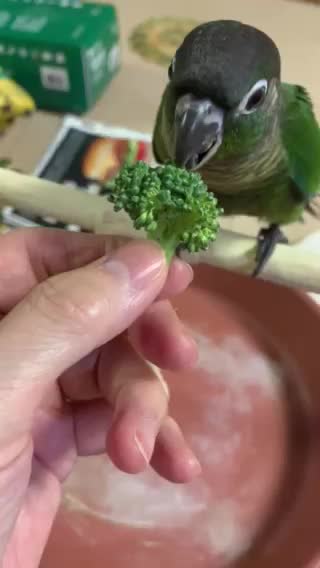 Merlin Eating Broccoli