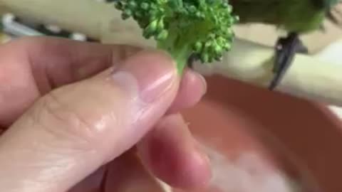 Merlin Eating Broccoli