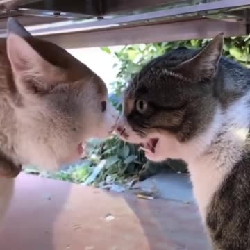 cat meowing at each other - angry cats