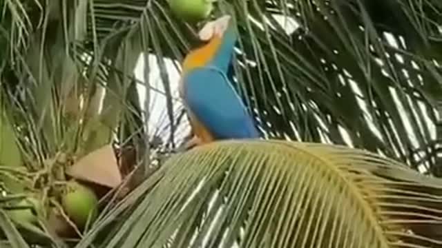 Parrot stealing coconuts