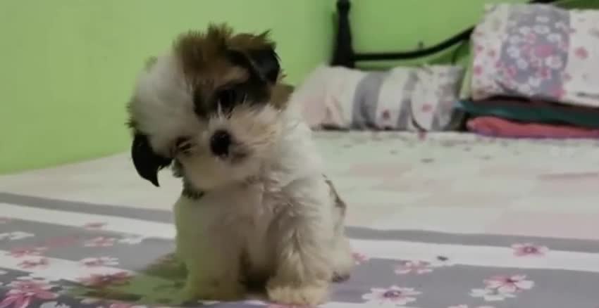 Dog Dances And Moves Their Head Sideways On Hearing Their Owner Sing