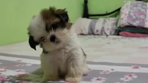 Dog Dances And Moves Their Head Sideways On Hearing Their Owner Sing