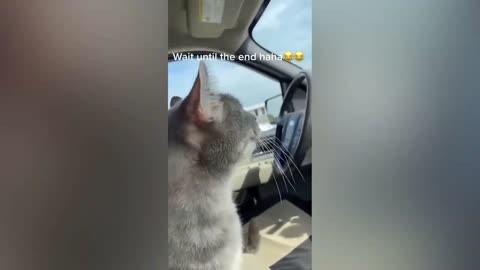 Funny animals
