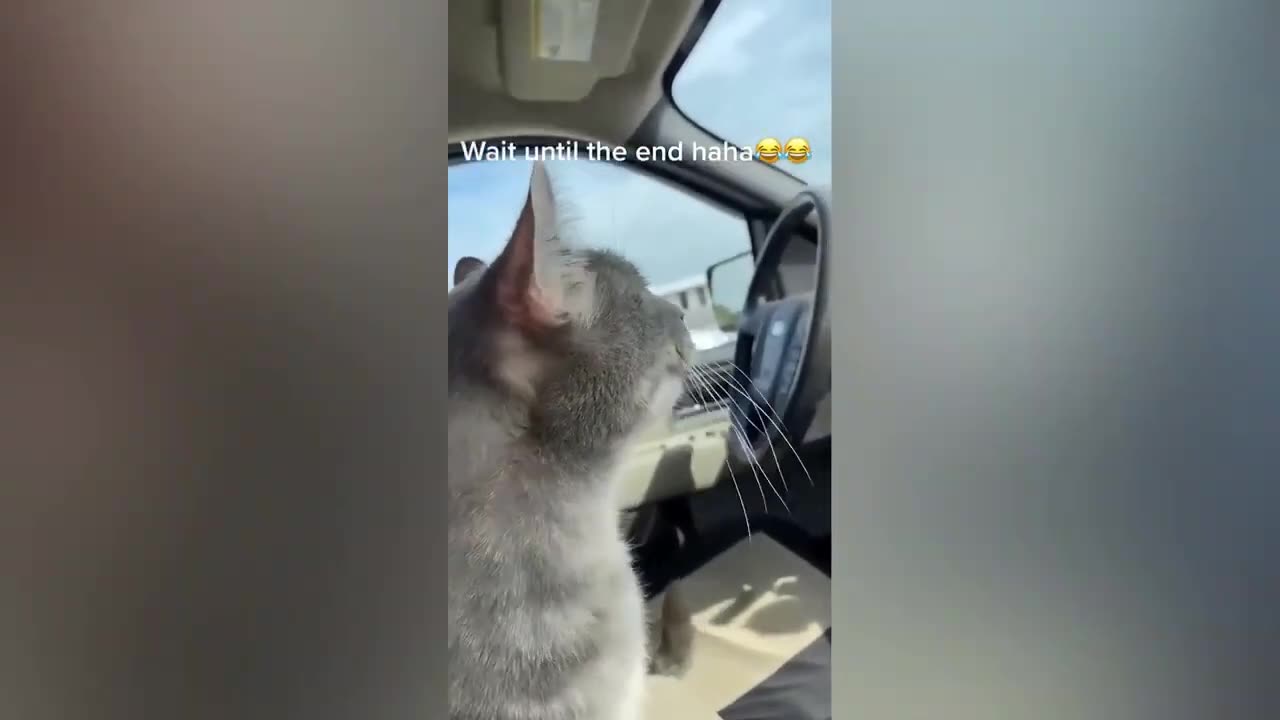 Funny animals