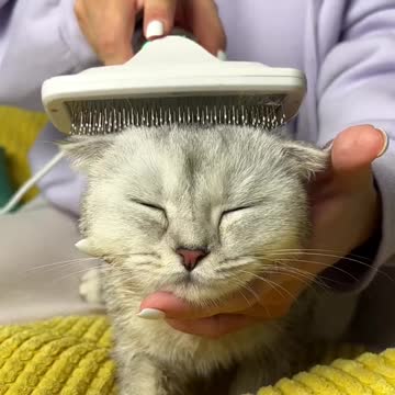 CAT GETS WHAT HE WANTS..Funny savings