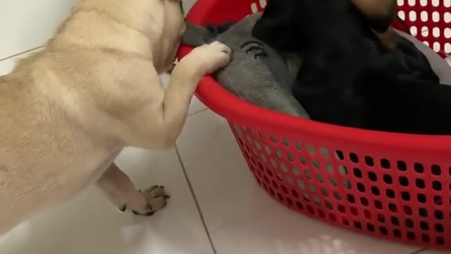 I Love Dogs-Pug And Dachshund Puppy