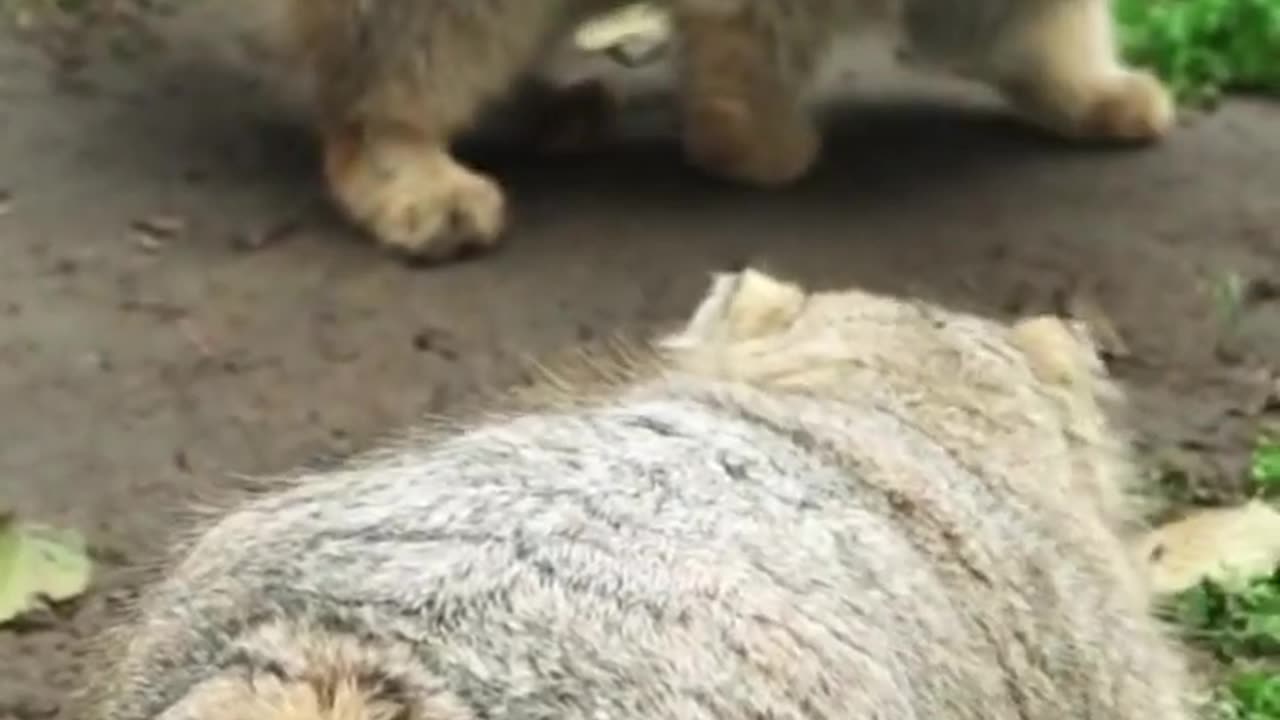 Can pallas Cat be pets 🐶🐶🐶🐶🐶🐶