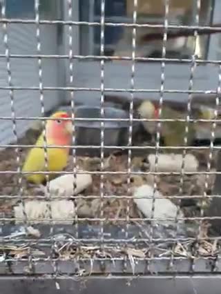 couple of parrot life