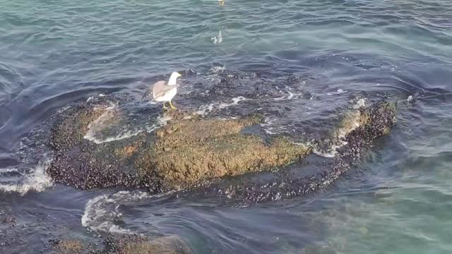 There are fish in the sea and seagull on rocks.