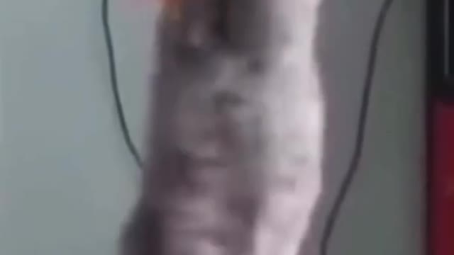 Funniest Cats Moments 😸 Comedy Cats and Dogs 🤣 Cats Complitation