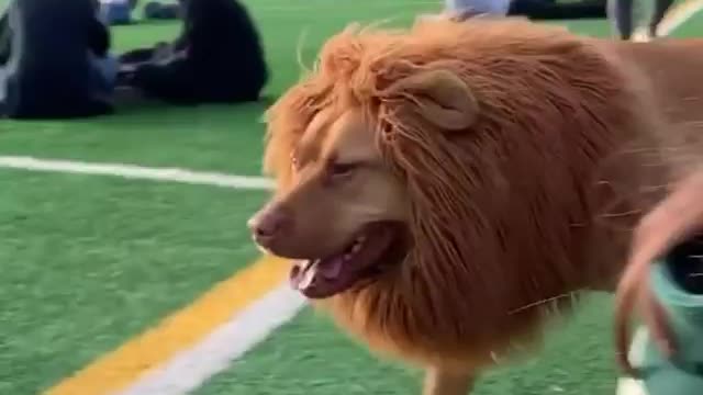 Some people have made a dog like a lion🐯🐯🦁🦁🐯🐯