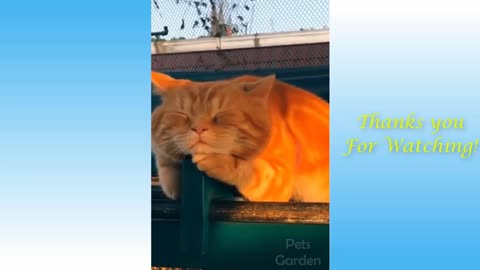 Funny Sleeping Cat