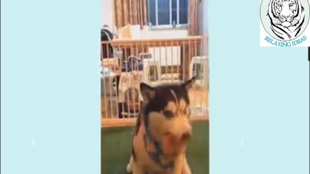 Watch this Smart dog wants it all, can't share with nobody NO!