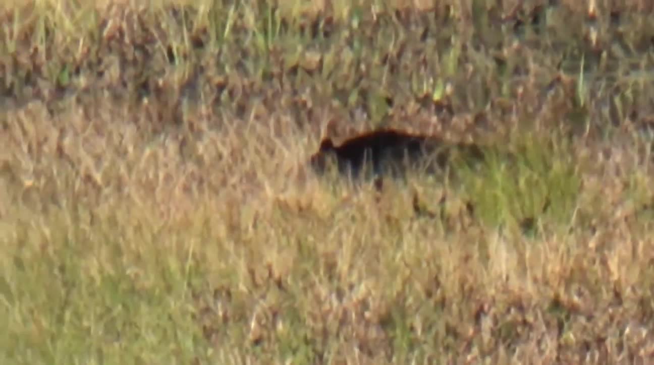 Swimming Black Bear