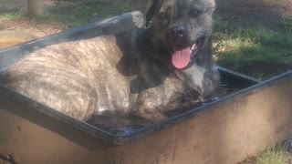 doggy water time