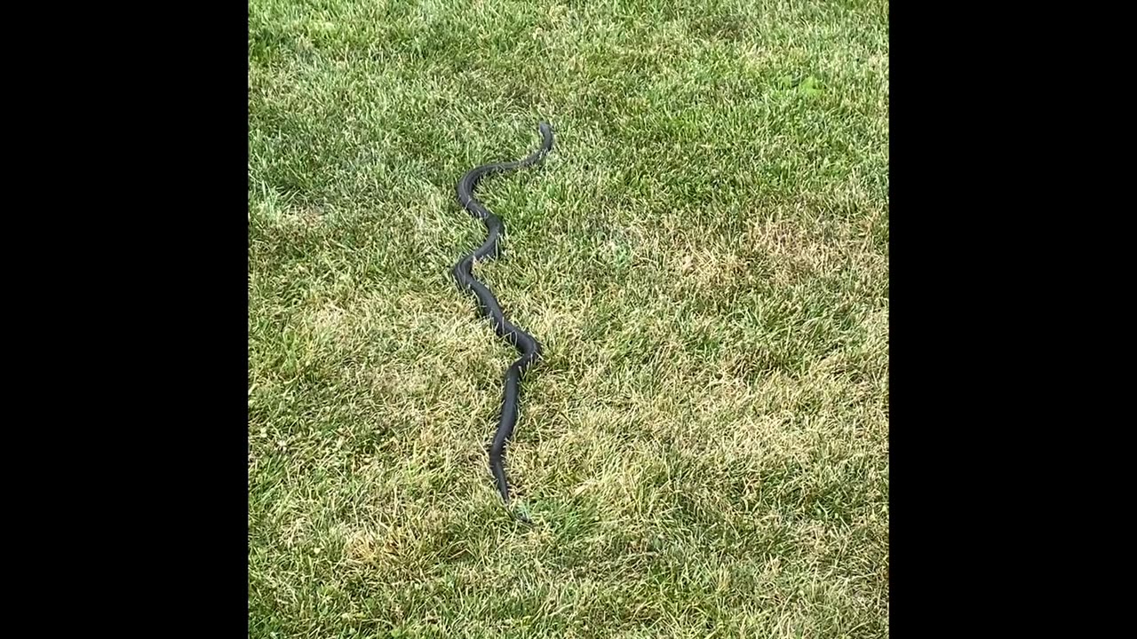 Mae-Thao Finds a Snake