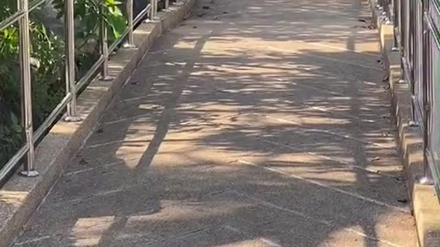 Talented Doggy Skateboards down Rampway