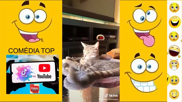 OS MELHORES E MAIS ENGRAÇADOS VIDEOS DA NET DUVIDO VOCÊ NÃO RIR gatos#27