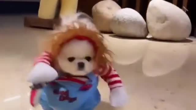AWW Animals SOO Cute! Cute baby Dog | Funny Animal Pet Videos