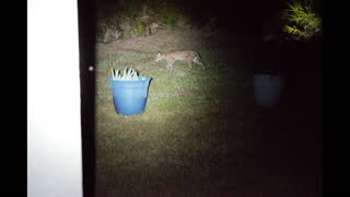 Bob Cat stops by for a drink