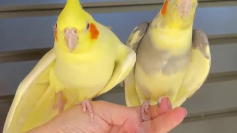 The most beautiful clips photographed for the most beautiful birds