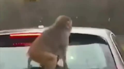 Monkeys out at West Midlands Safari Park UK 🐒🐒🐒