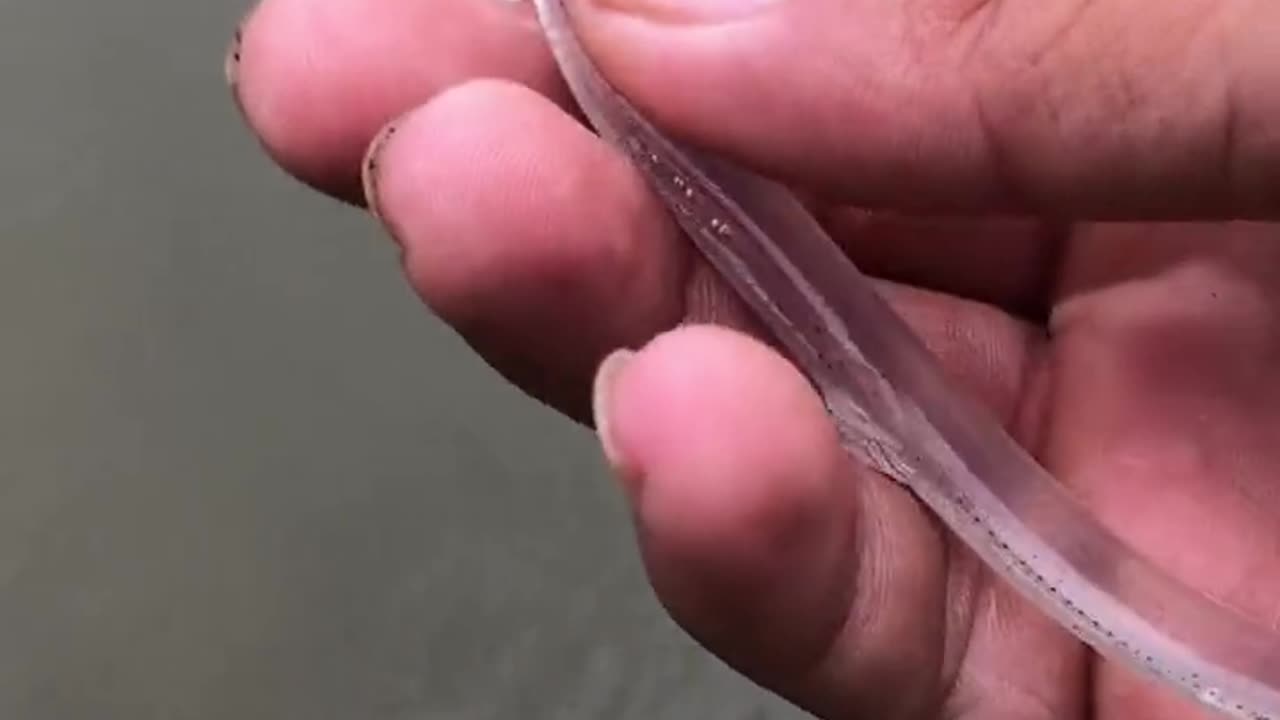 Transparent fish ! Beutifull fish 🐟