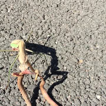 Praying (Preying) Mantis Eats Snake