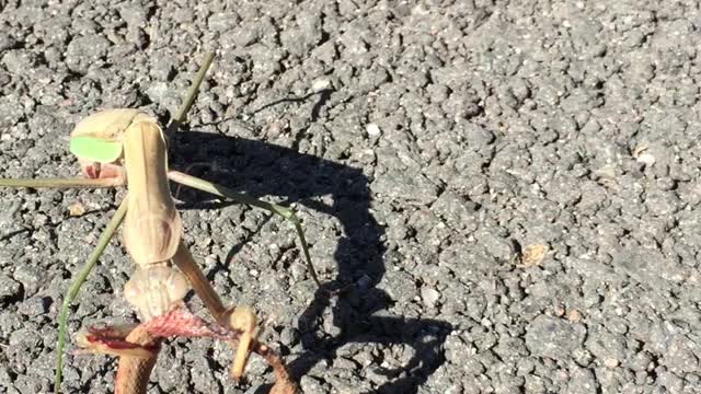 Praying (Preying) Mantis Eats Snake