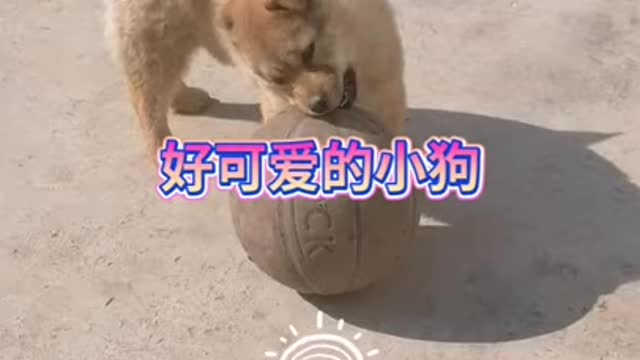 This puppy is cute