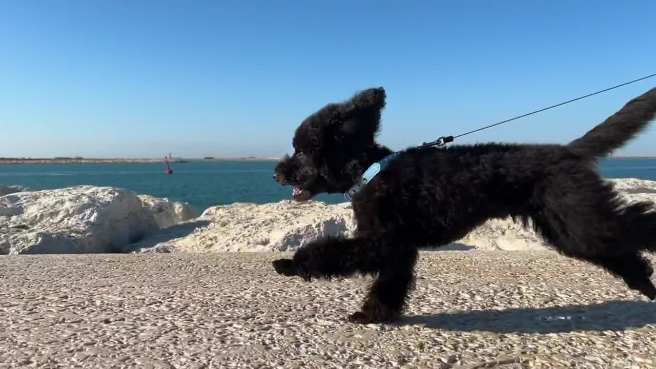 Black Dog Running Funny video