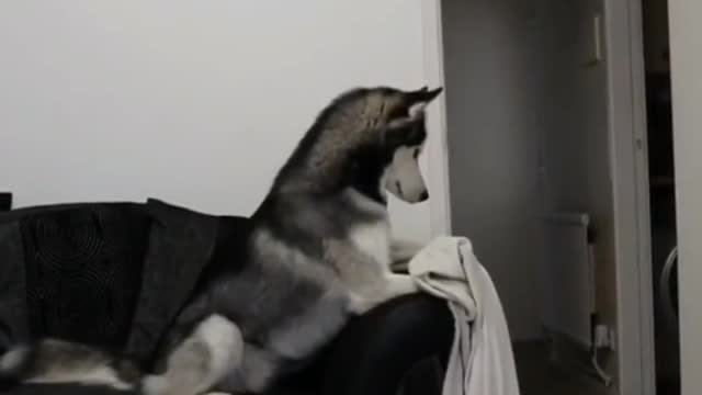 Stupid puppy starts liking humans as soon as he gets patted on the head