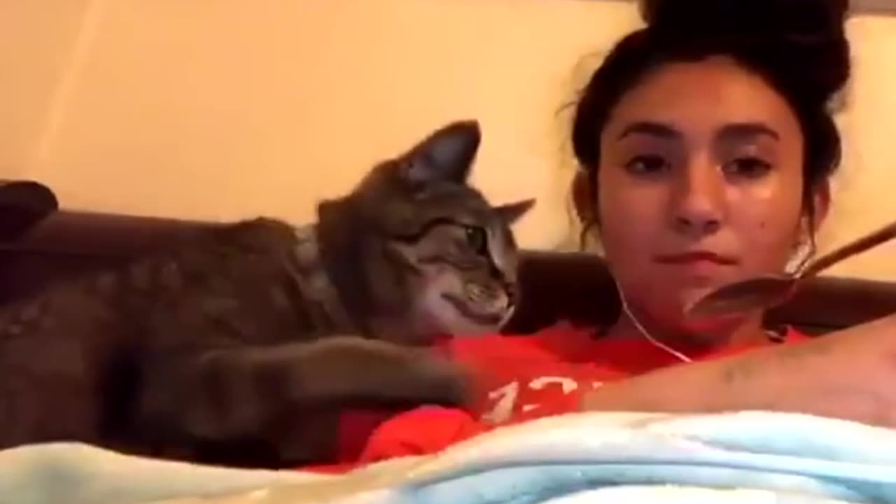 Funny Cats video 🤣🤣🤣Cute Cats & Kittens |Funny Compilations 😍😍😍