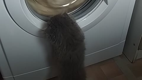 Theo Cat. washing machine. check