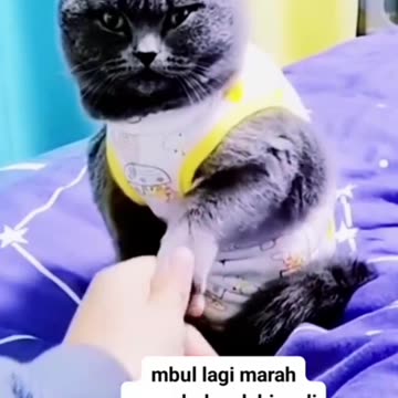 Funny Expression of Gray Cat Angry Face