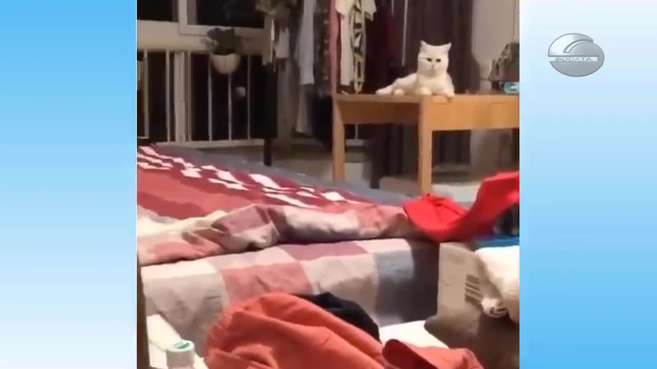 Video with Dogs and Cats in a funny situation