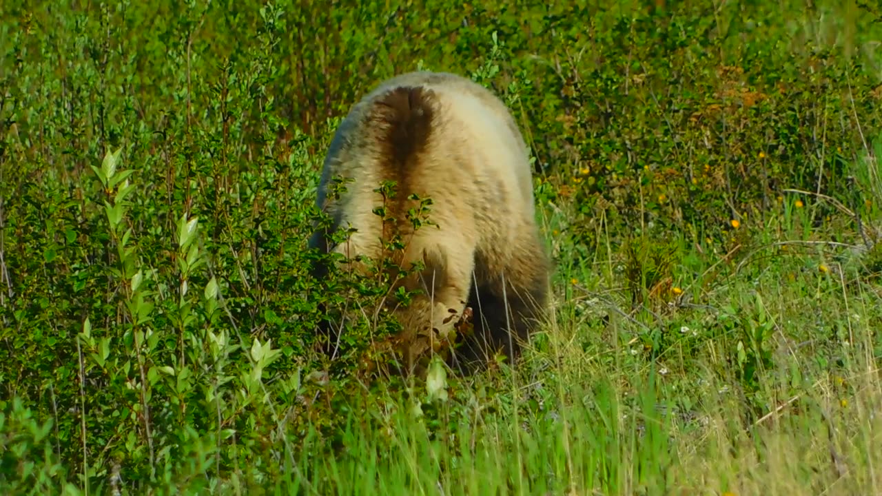 a grizzly snack