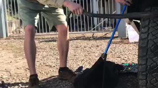 Big Red-Bellied Black Snake Retrieved from Car