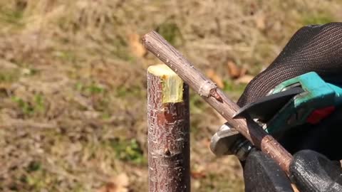 Best technique of planting a tree grafting