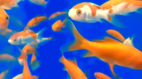 Blue Screen Goldfish