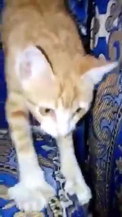 🐱 chat 🐱 cat 🐱