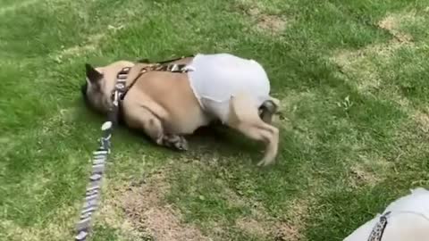 Surprising Behavior of diaper Cute Puppies 😊