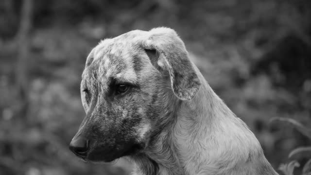 funny dog to love3